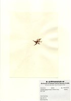 藏品(硬盾果藻)的圖片